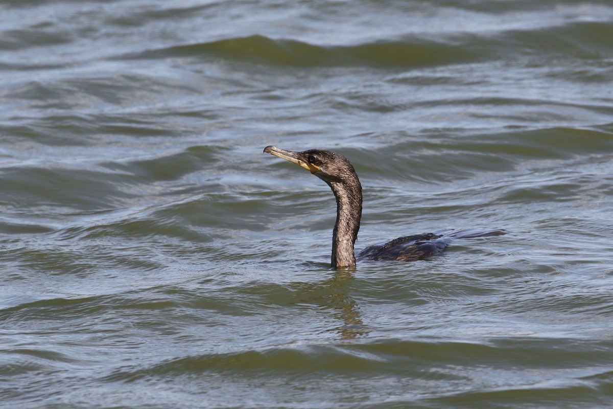 Neotropic Cormorant - ML209566121