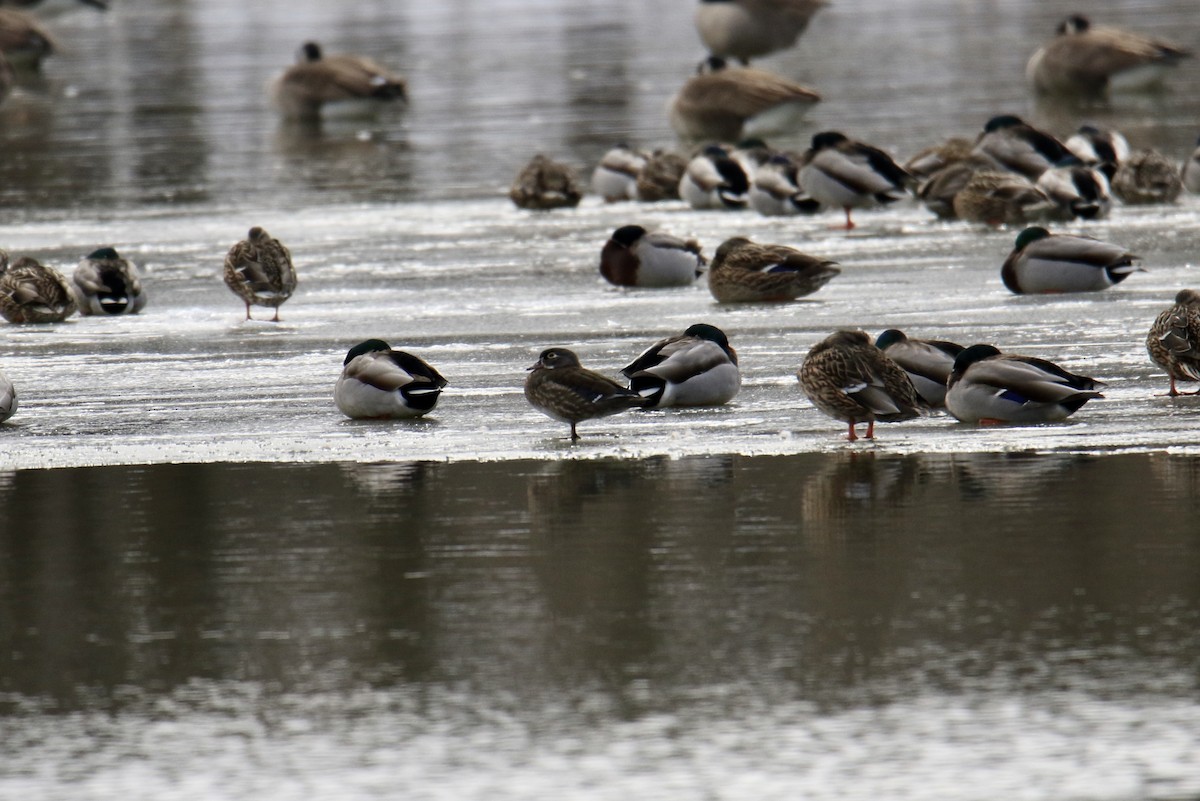 Wood Duck - ML209566661