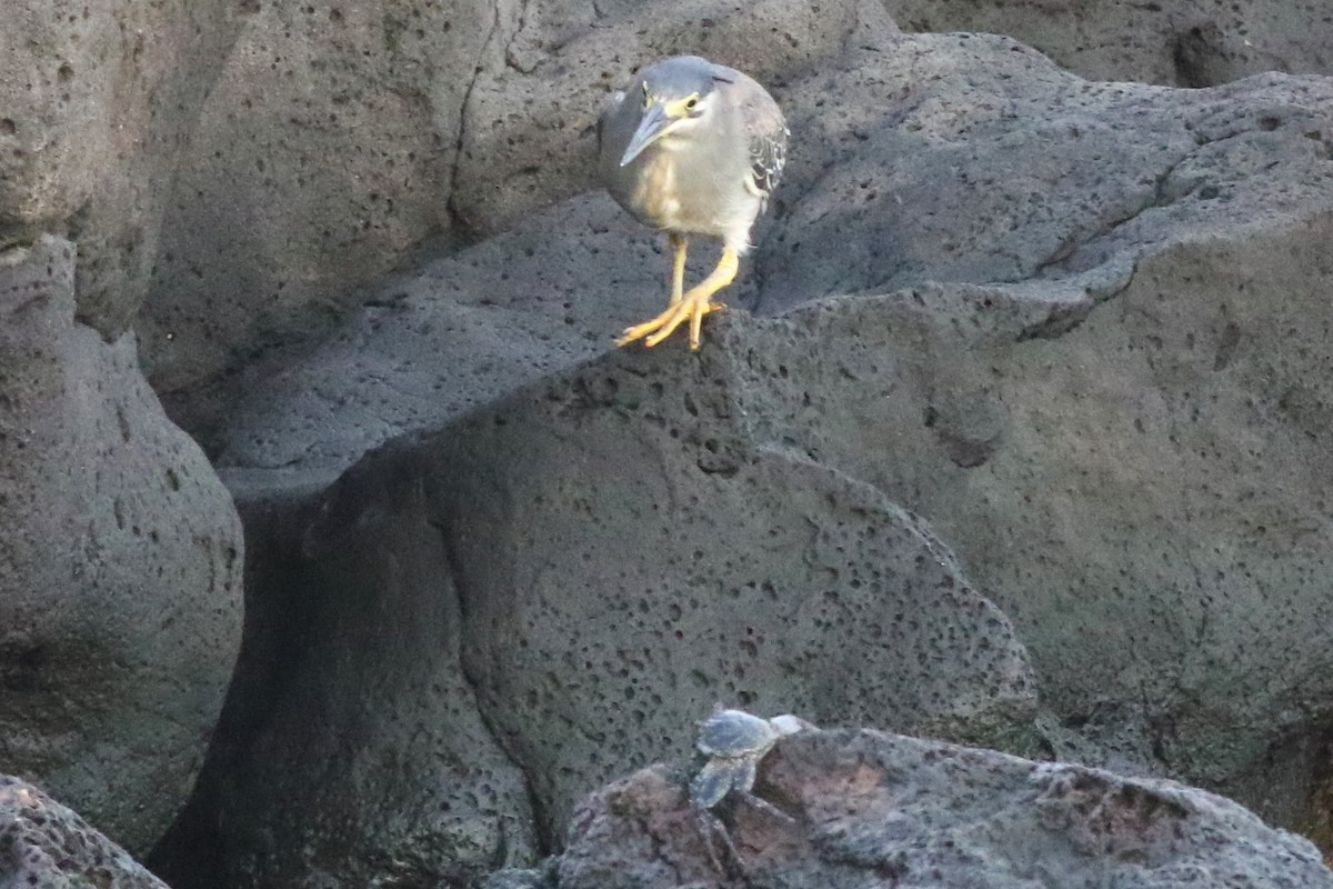 Striated Heron - ML209566671