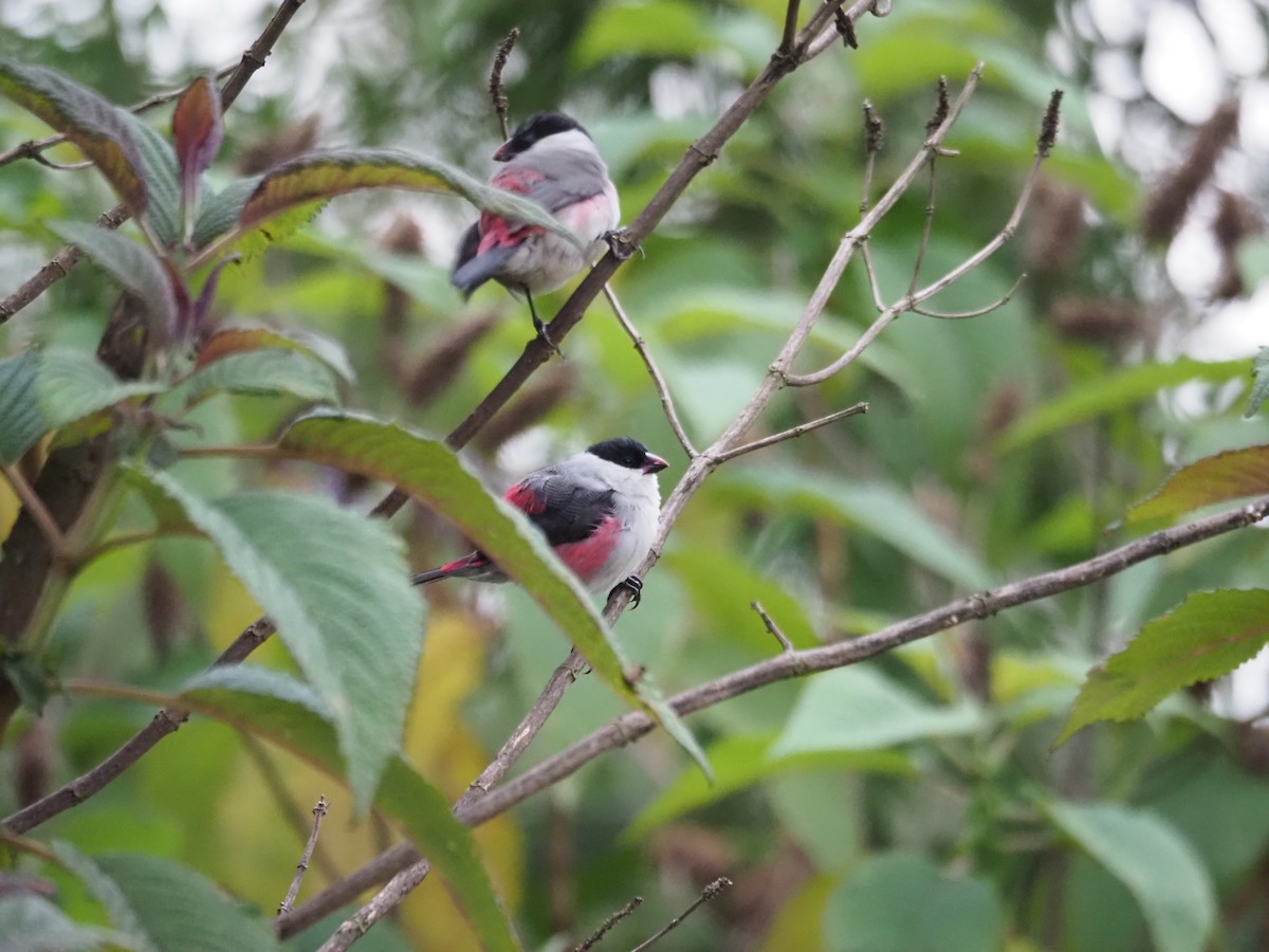 Black-crowned Waxbill - ML209567391