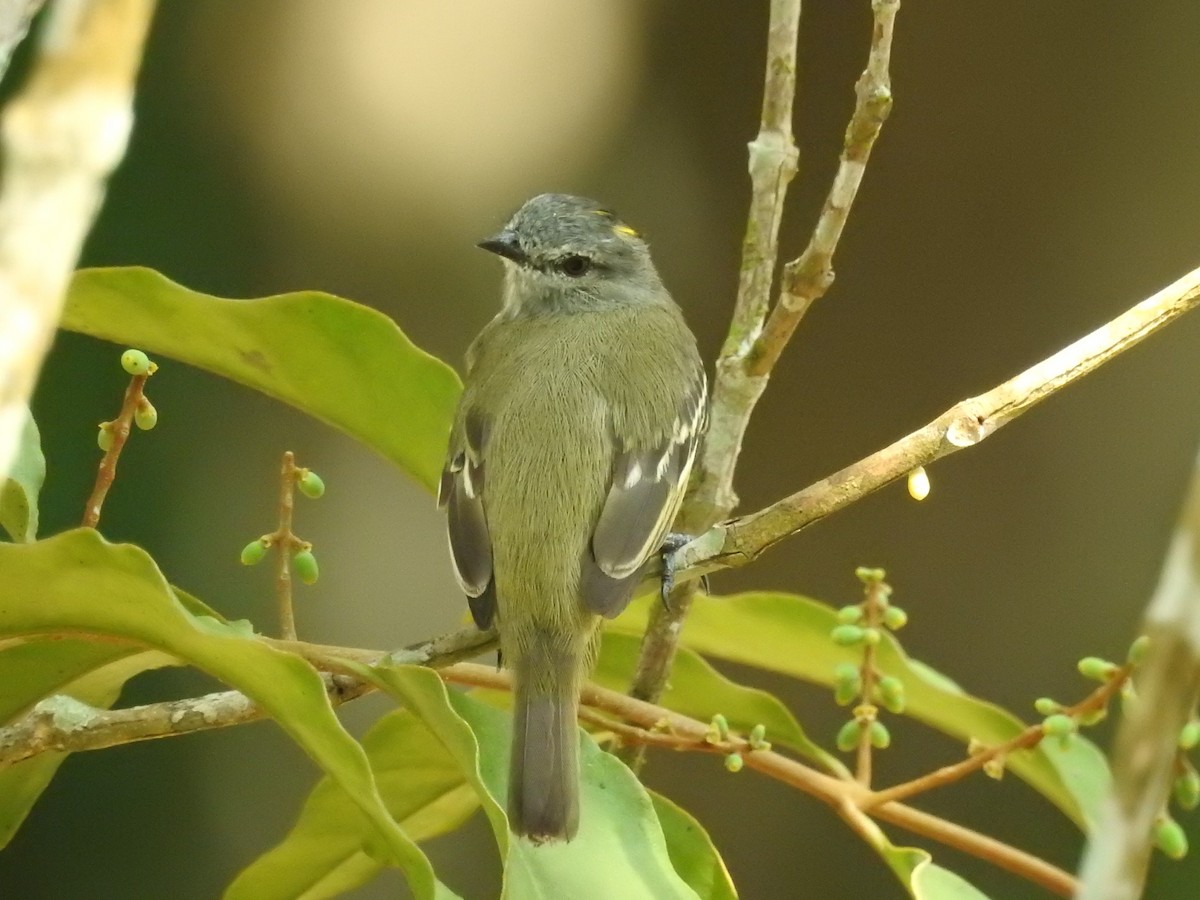 Yellow-crowned Tyrannulet - ML209568631