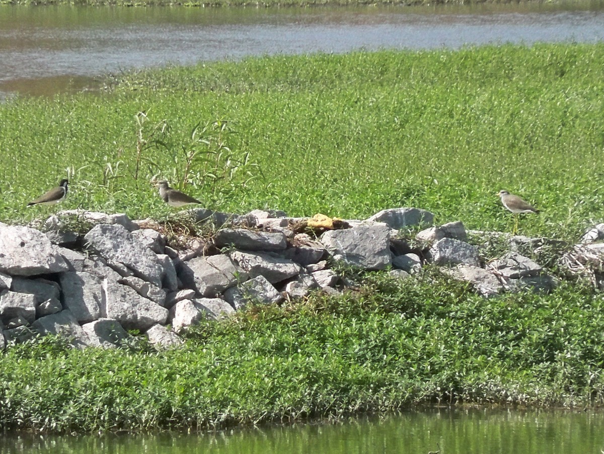 Gray-headed Lapwing - ML209568861