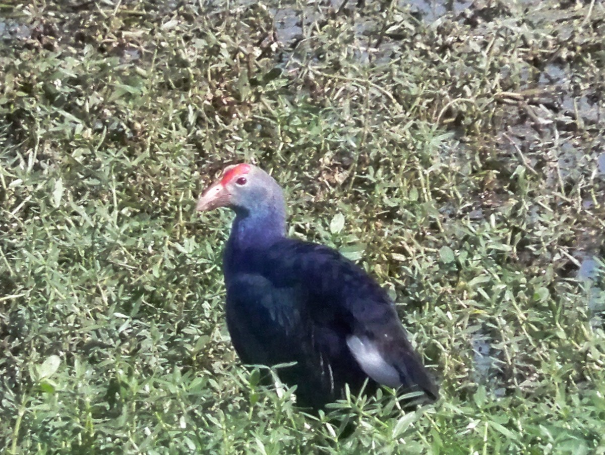 Gray-headed Swamphen - ML209569001