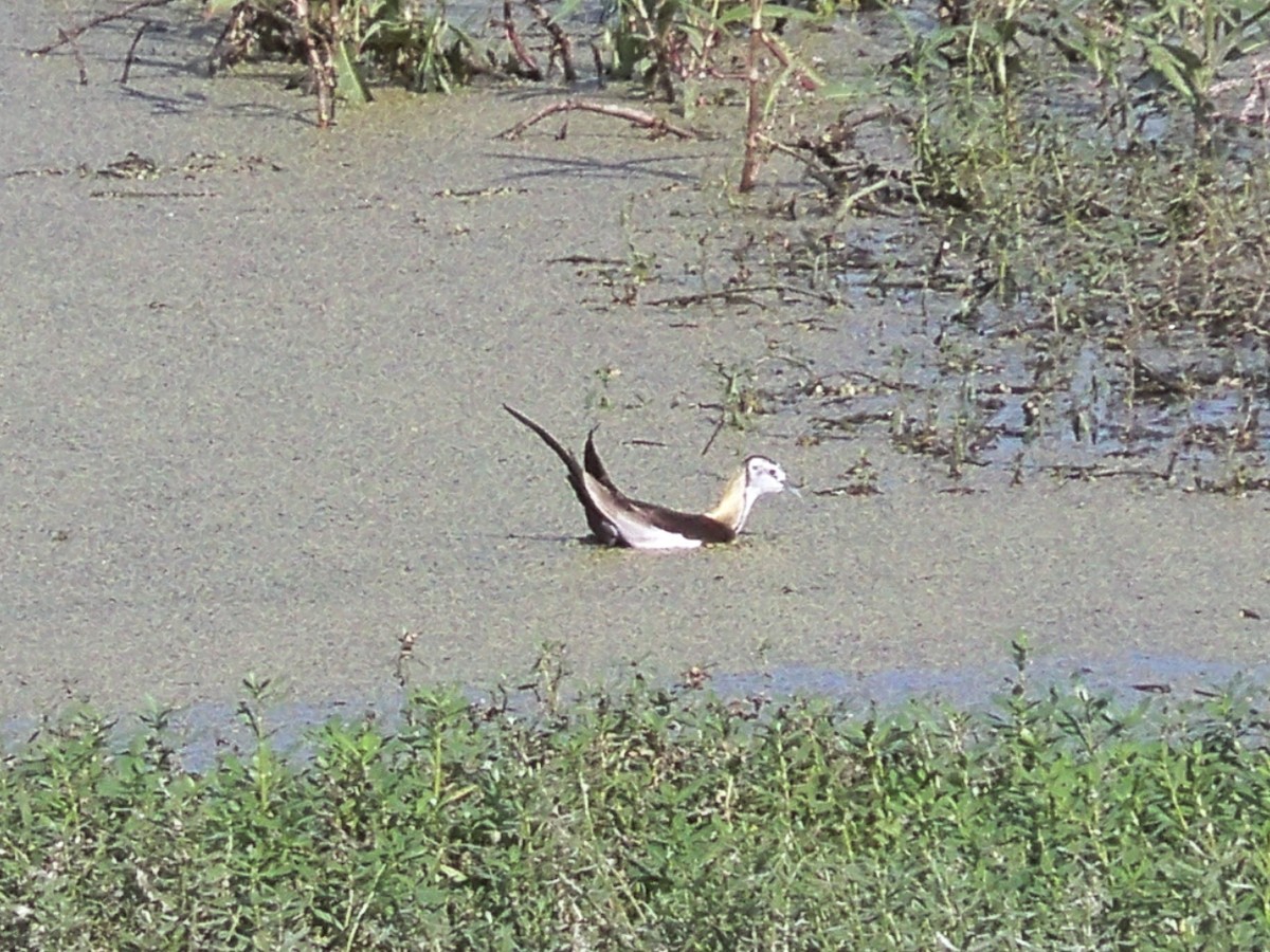 Pheasant-tailed Jacana - Prasad JN