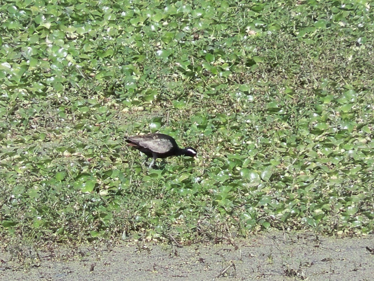 Bronze-winged Jacana - ML209569151