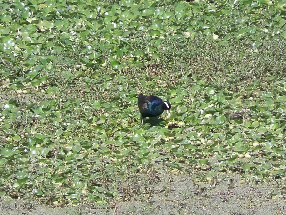 Bronze-winged Jacana - ML209569171