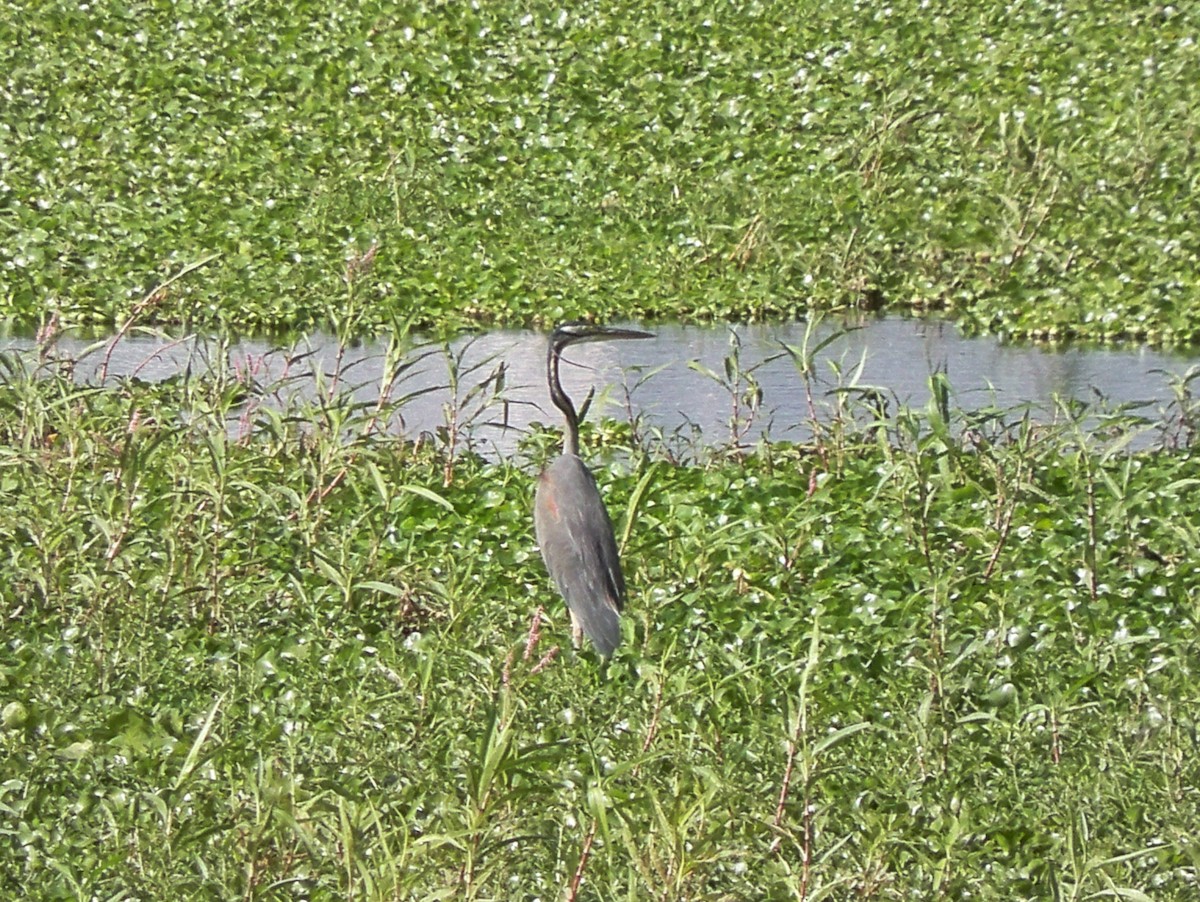 volavka červená - ML209569261