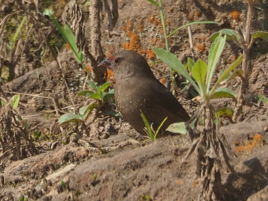 Red-billed Firefinch - ML209569331