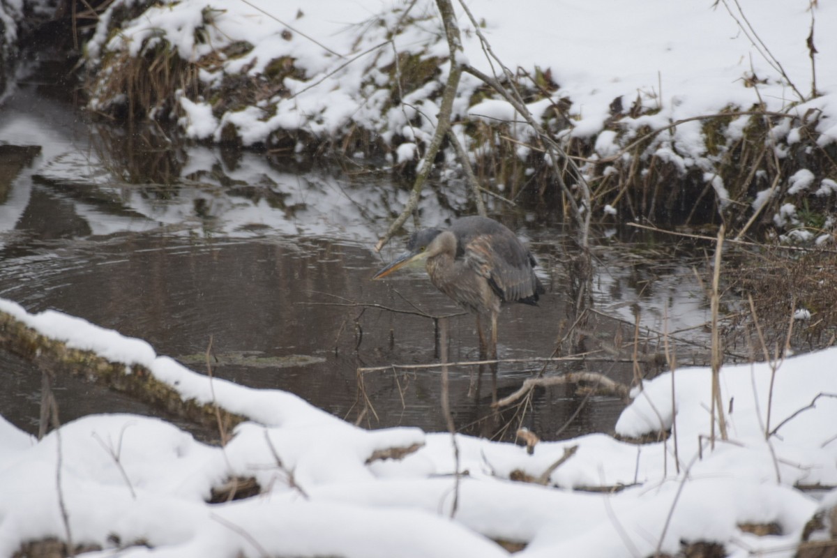 Great Blue Heron - ML209569621