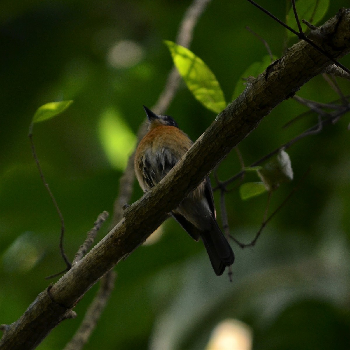 Mangrove Blue Flycatcher - ML209569661