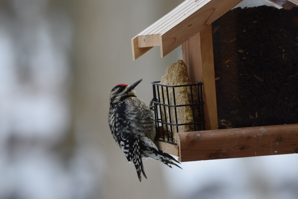 Yellow-bellied Sapsucker - ML209569771