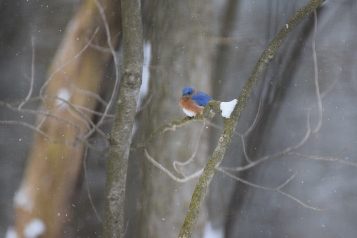 Eastern Bluebird - ML209570011