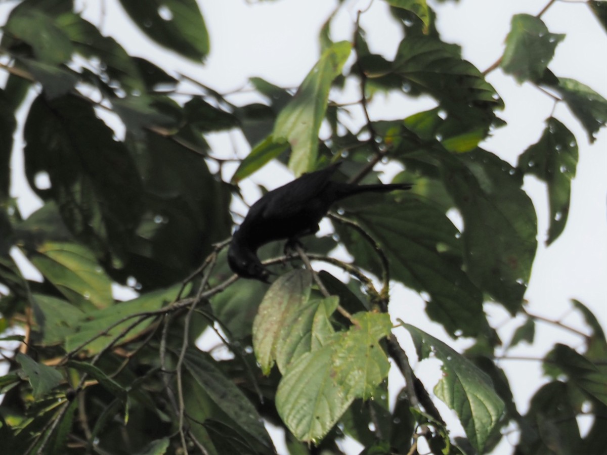 Waller's Starling - ML209570051