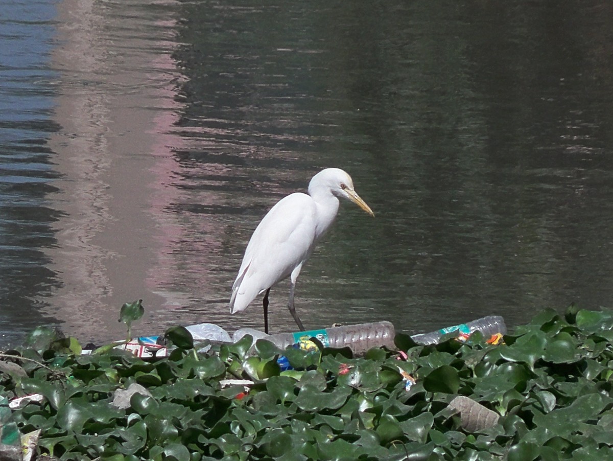 Eastern Cattle Egret - ML209570191