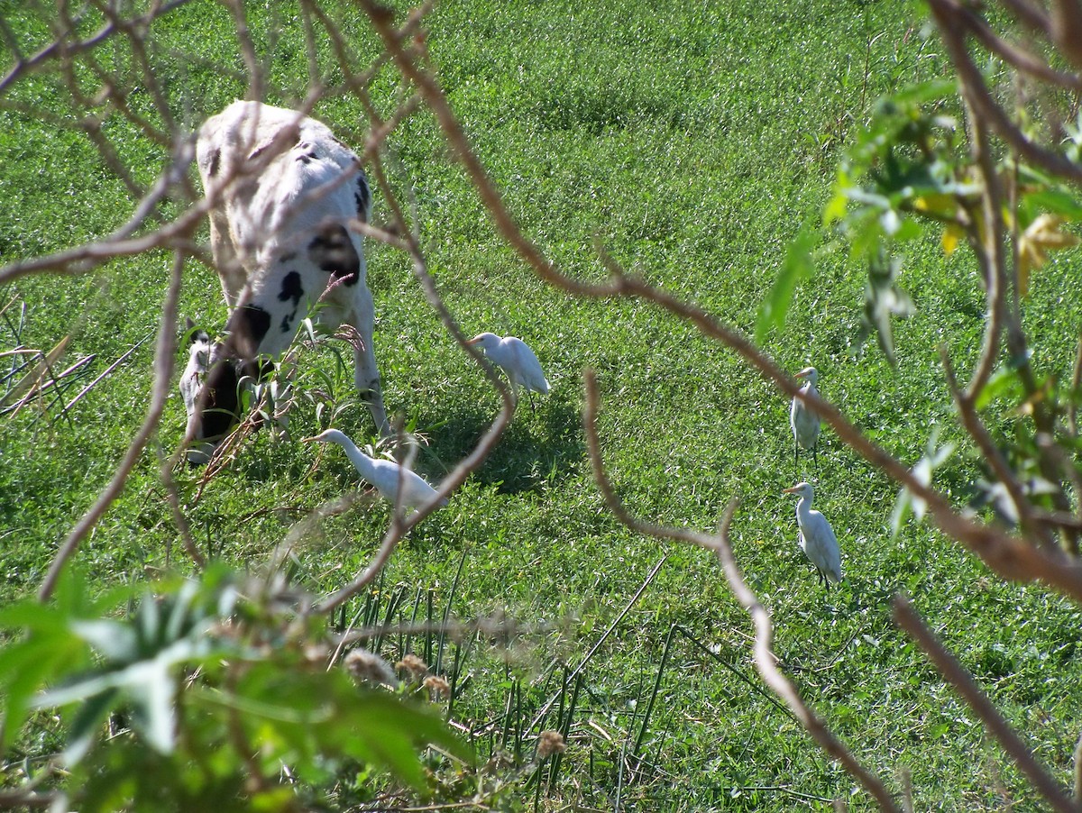 Eastern Cattle Egret - ML209570281