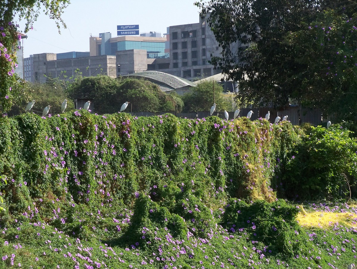 volavka dobytčí - ML209570291