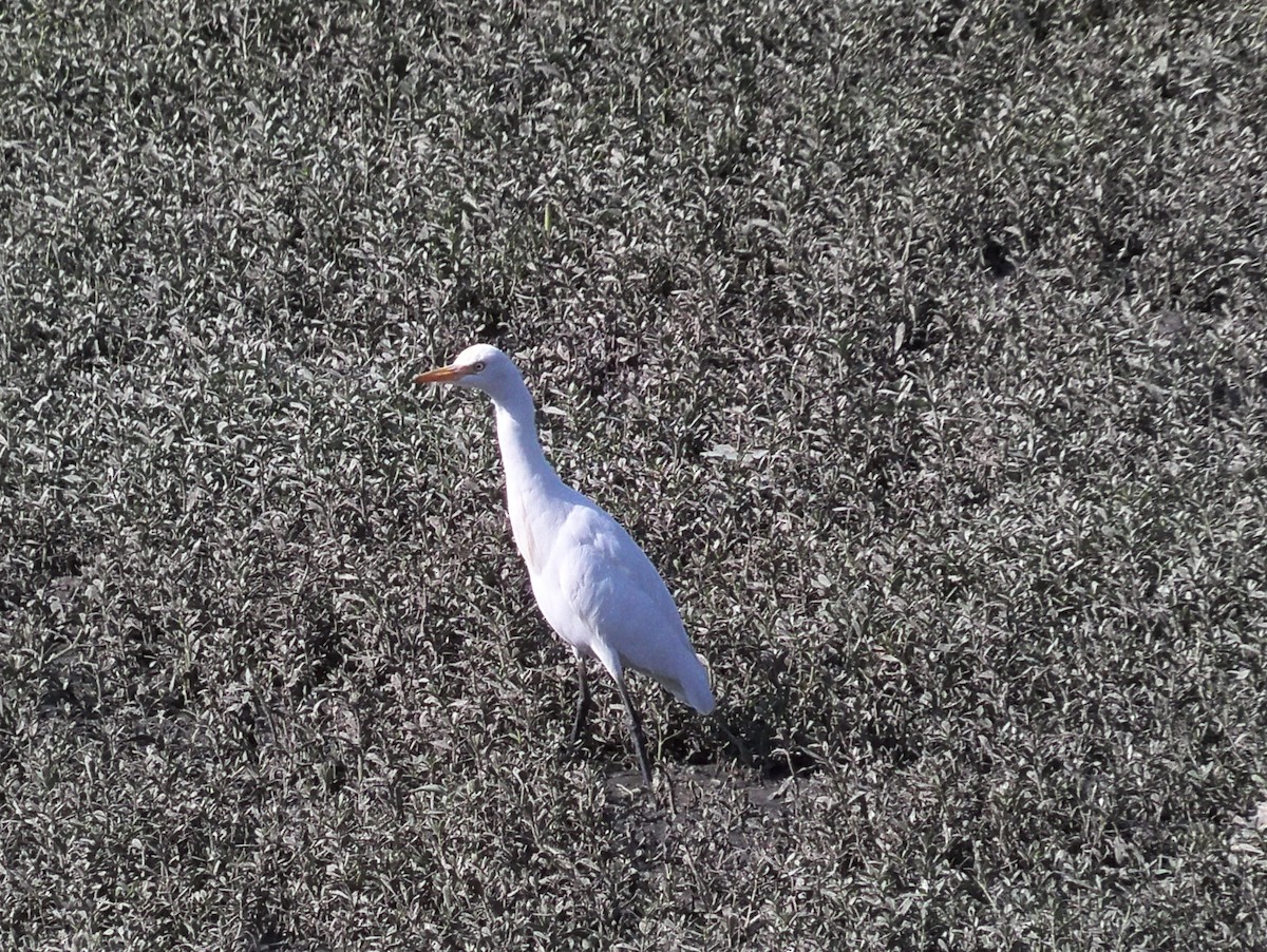 Eastern Cattle-Egret - Prasad JN