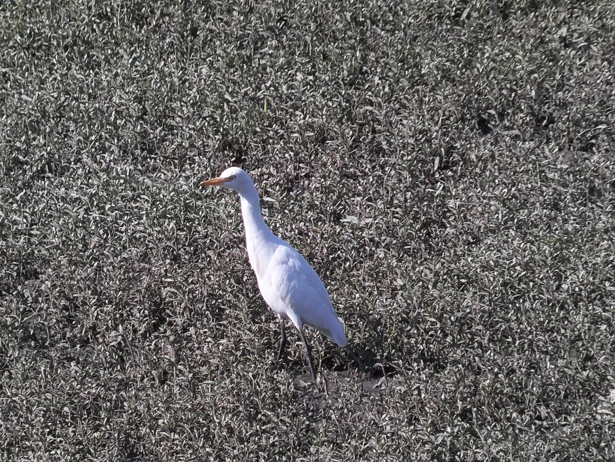 Eastern Cattle Egret - ML209570311