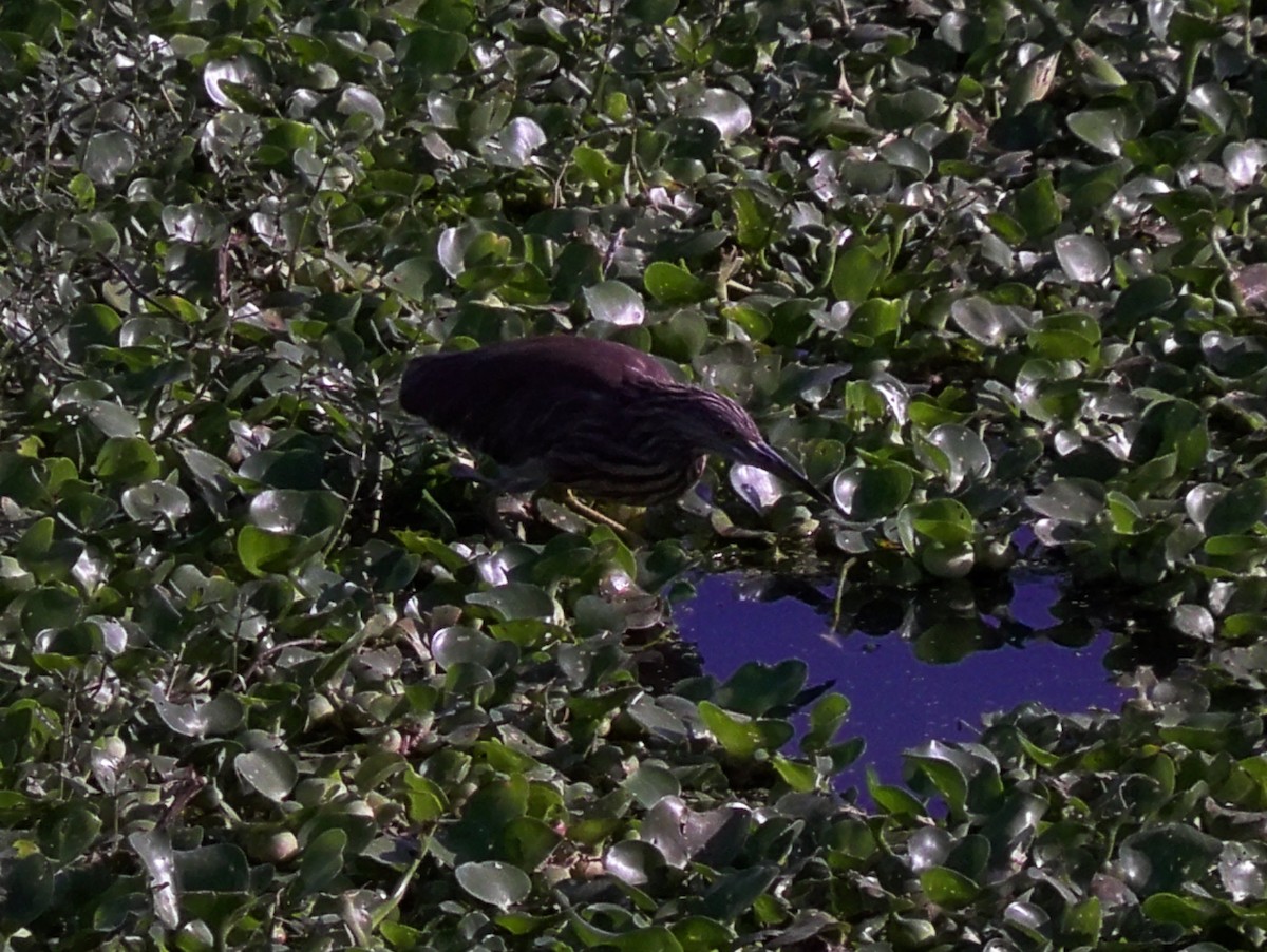 Indian Pond-Heron - ML209570461