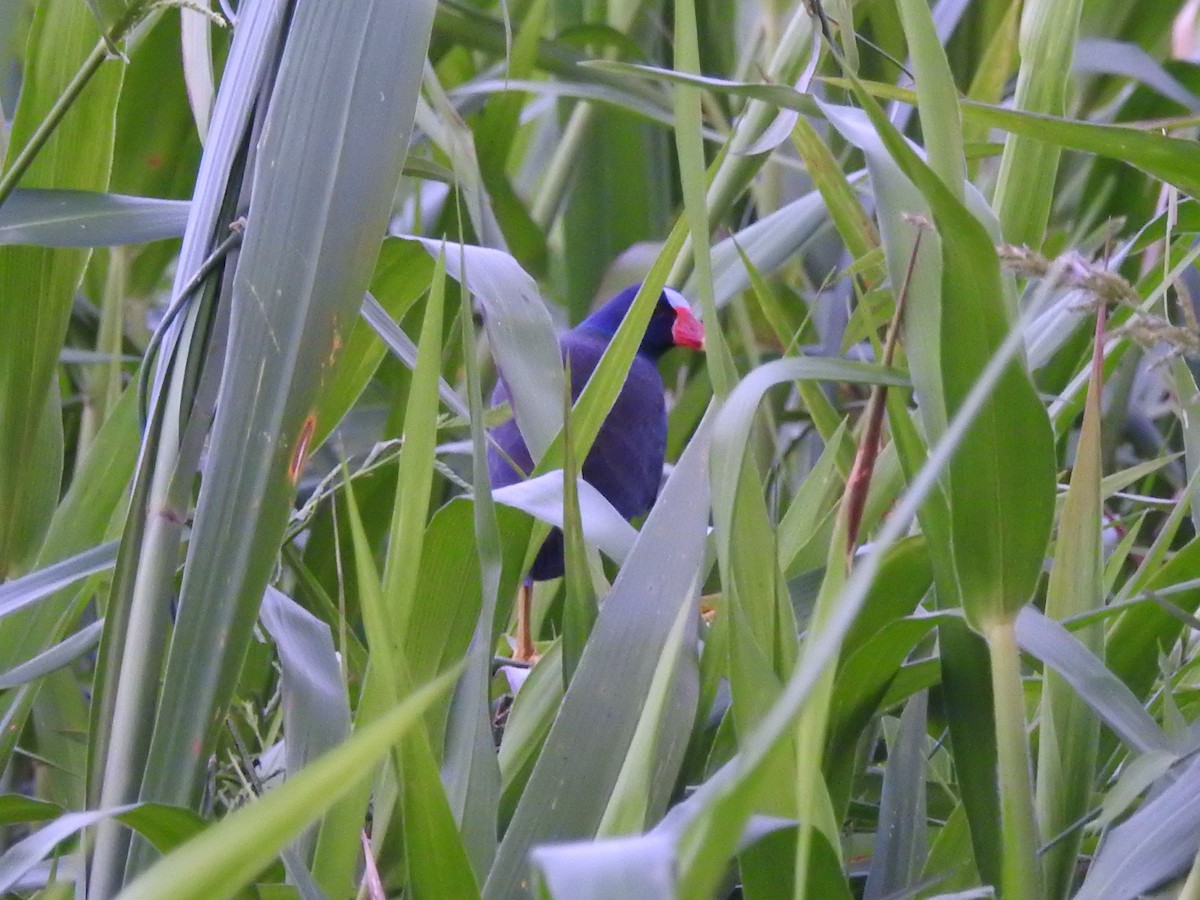 Purple Gallinule - Tristan Jobin