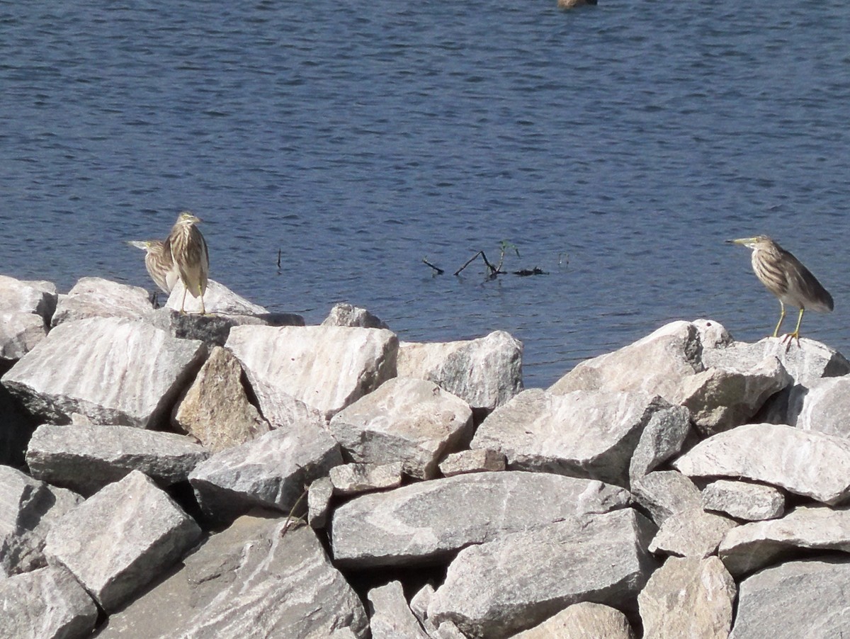 Indian Pond-Heron - ML209570481