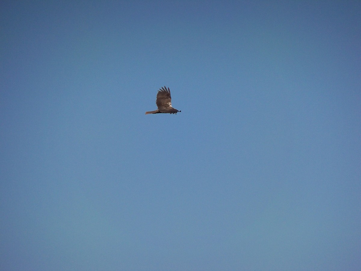Western Marsh Harrier - Prasad JN