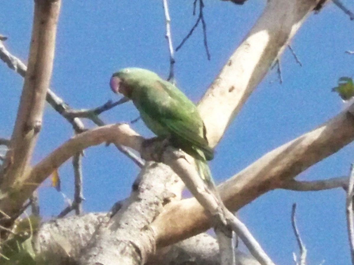 Alexandrine Parakeet - Prasad JN