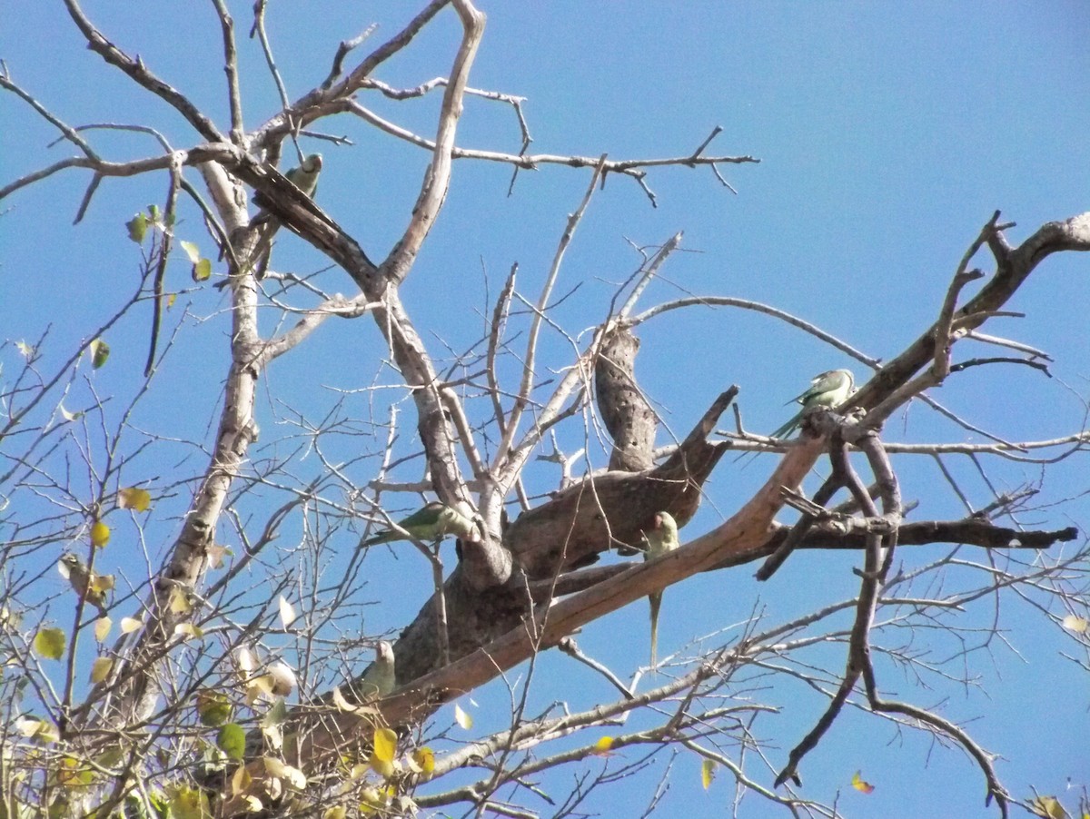 Alexandrine Parakeet - ML209570711