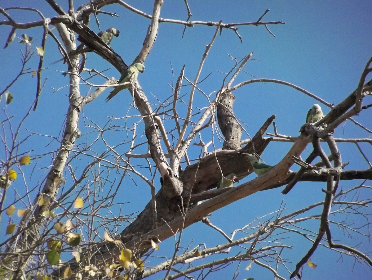 Alexandrine Parakeet - ML209570731