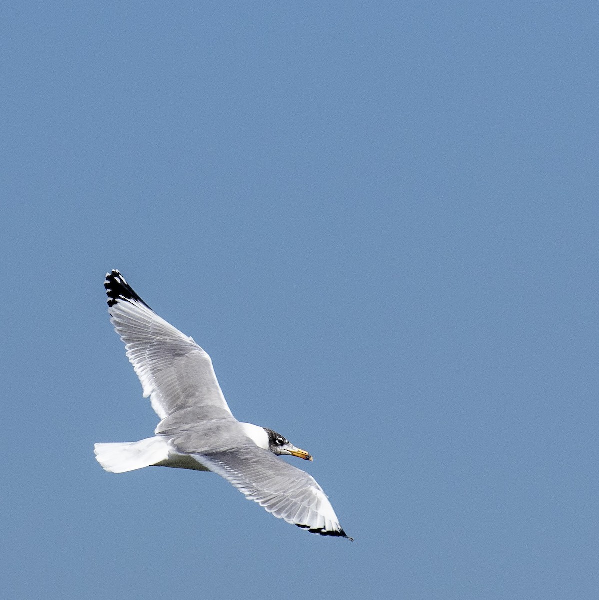 Pallas's Gull - ML209570741