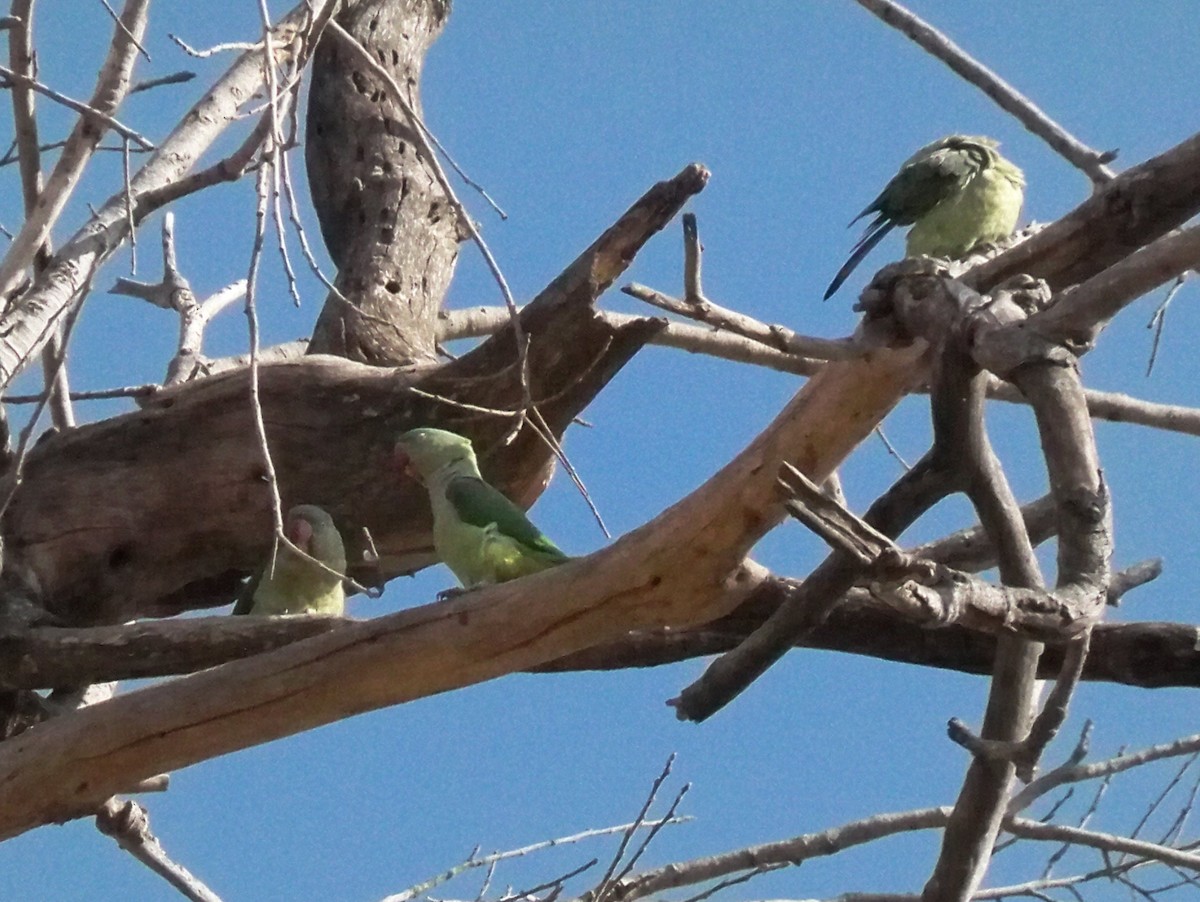 Alexandrine Parakeet - ML209570751