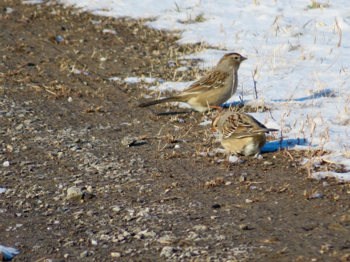 White-crowned Sparrow - ML209570811