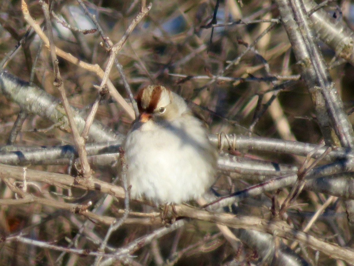 White-crowned Sparrow - ML209570821