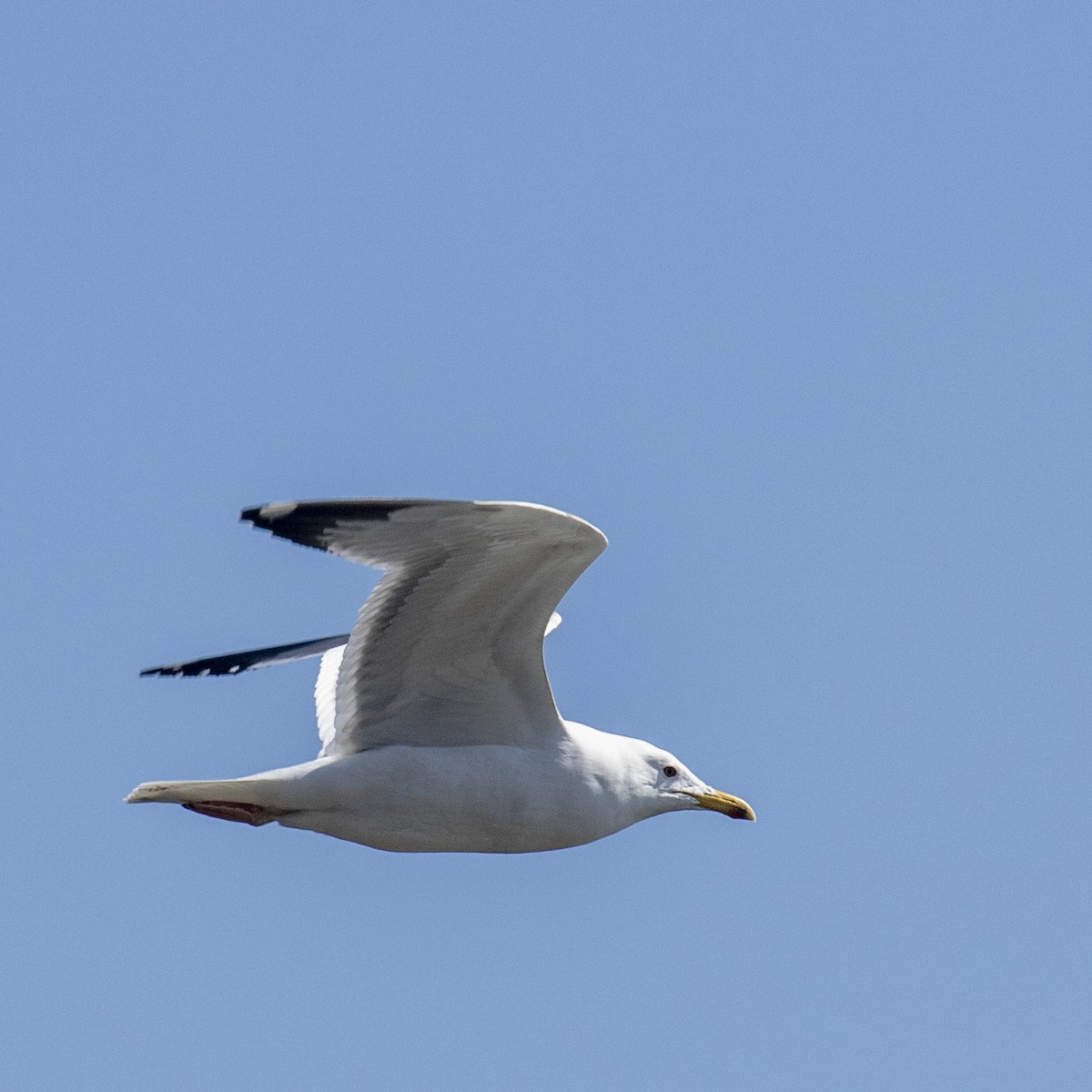 Caspian Gull - ML209570831