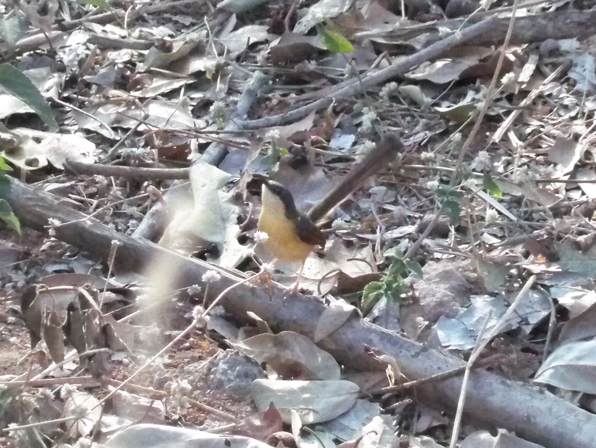 Prinia Cenicienta - ML209570891