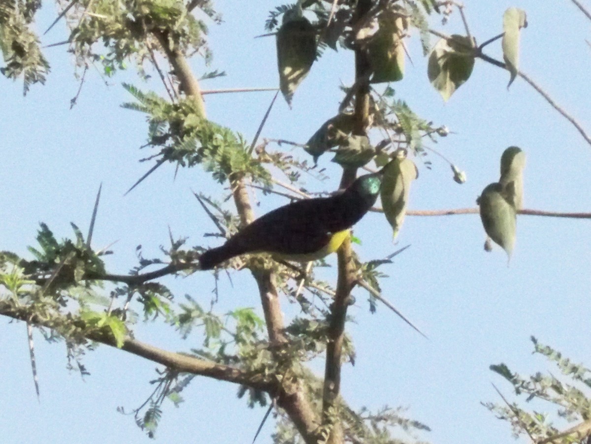 Purple-rumped Sunbird - ML209570951