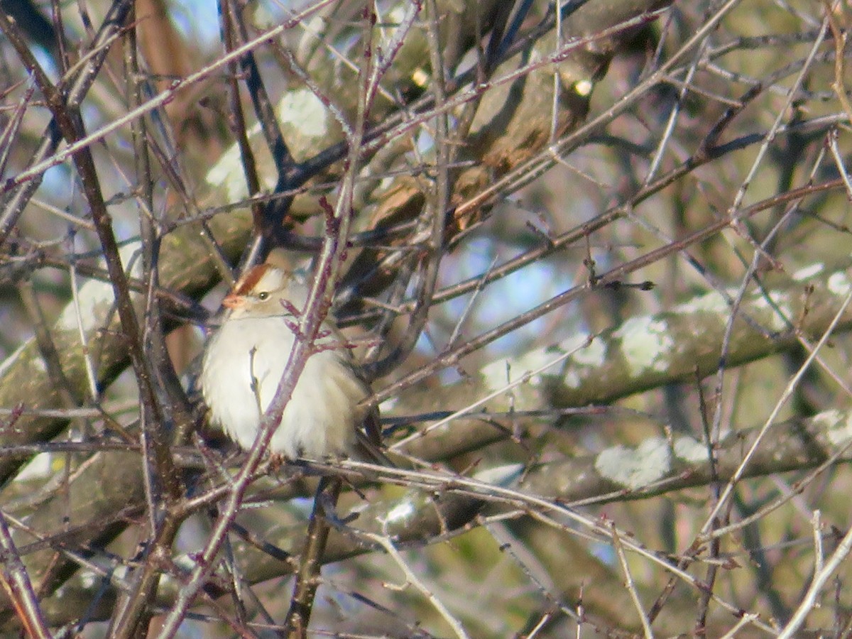 Bruant à couronne blanche - ML209571181