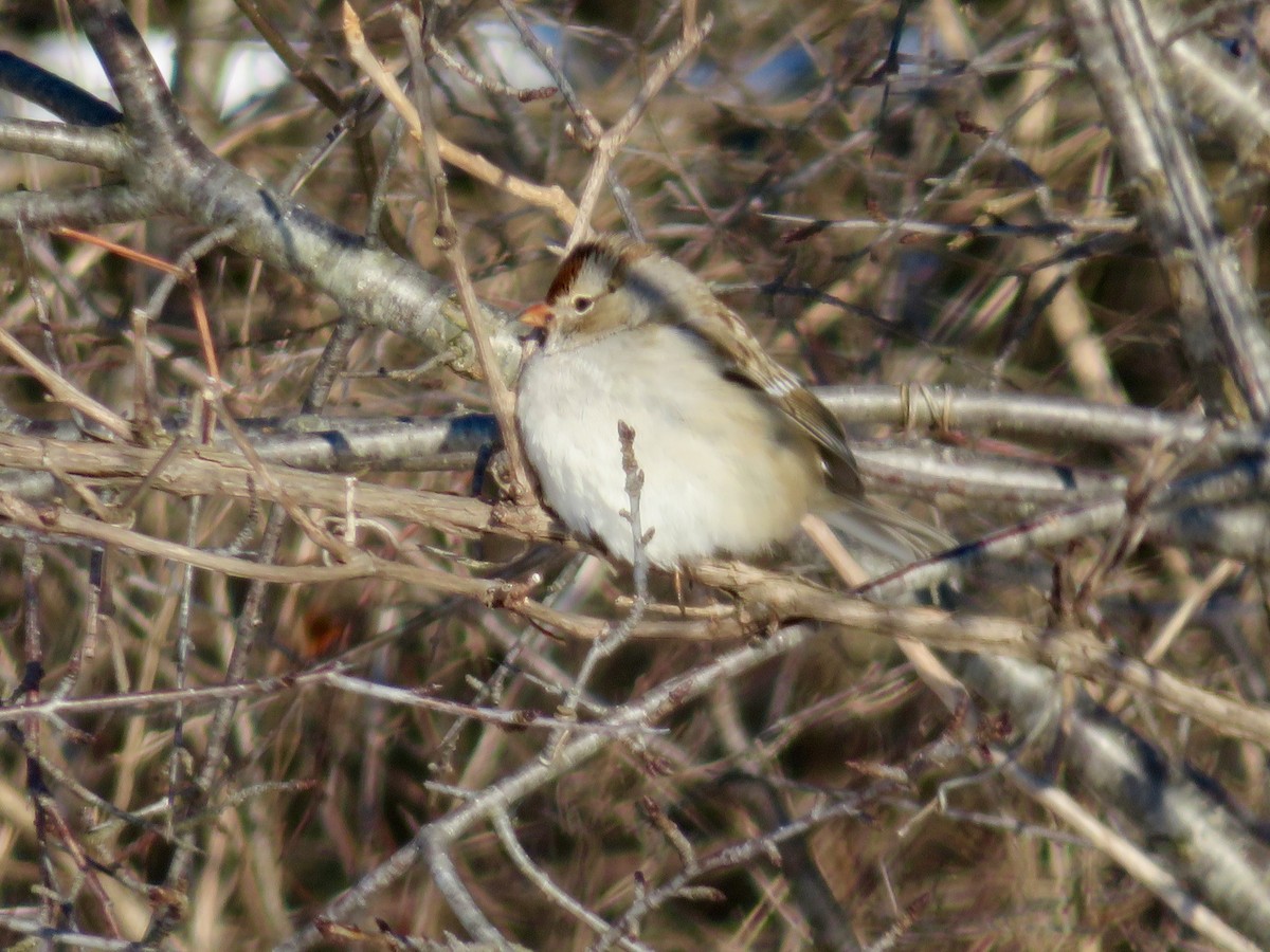 Bruant à couronne blanche - ML209571191