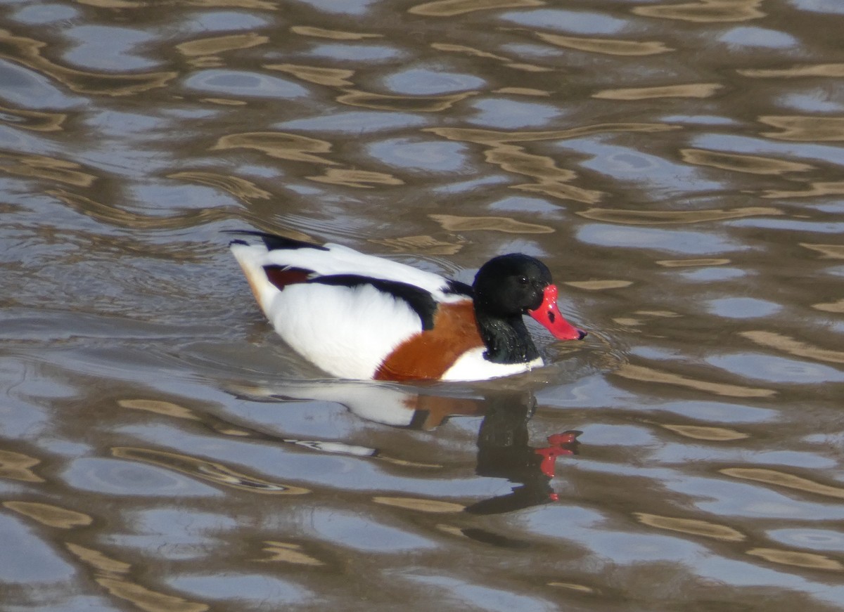 Common Shelduck - ML209571801