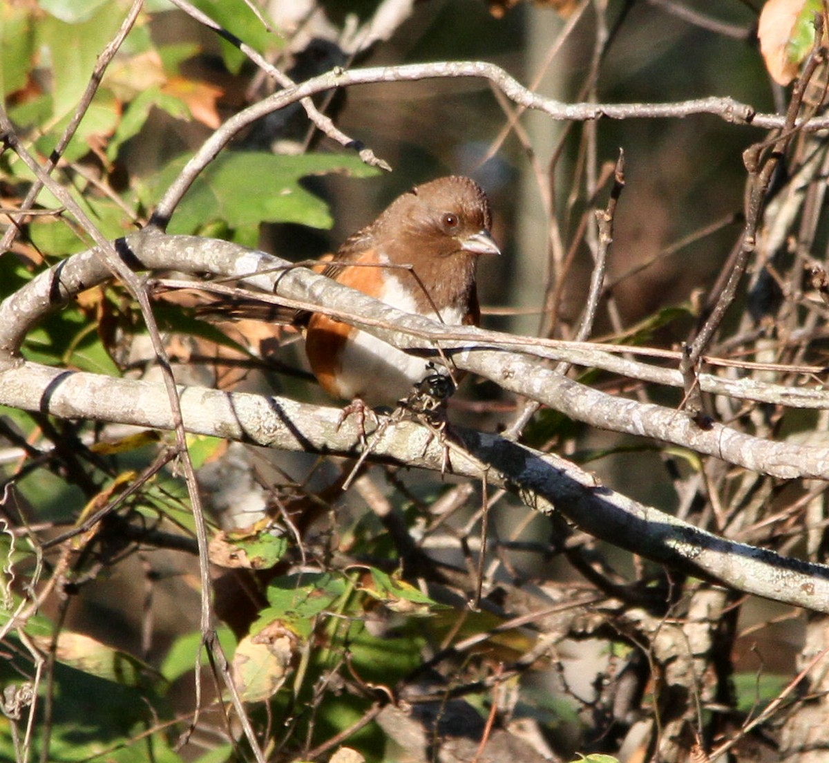 Eastern Towhee - ML20957261