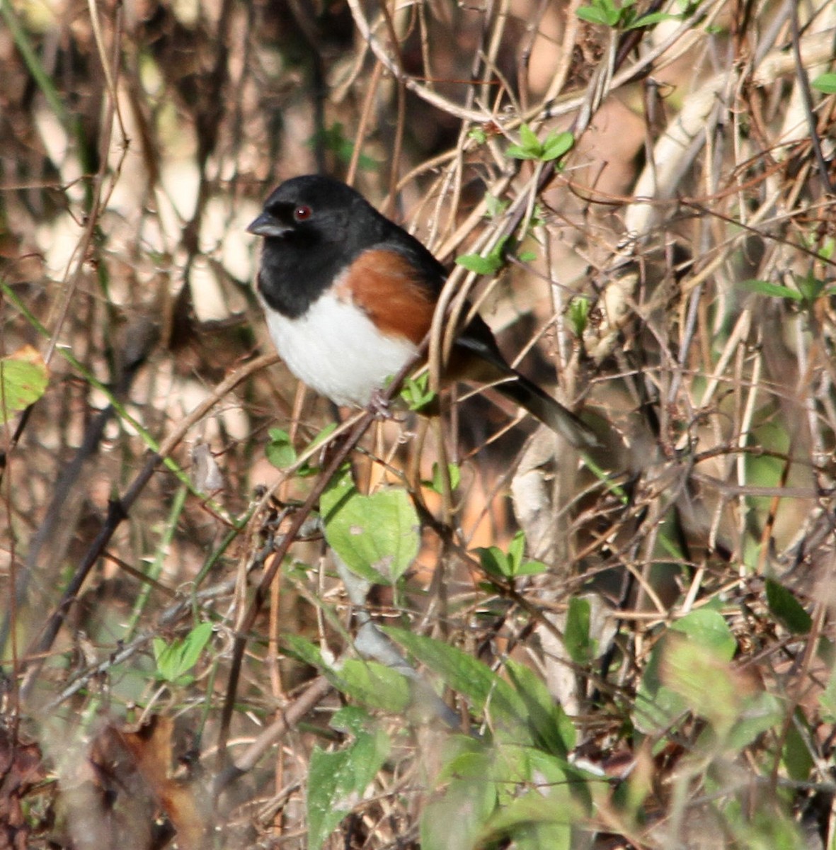 Eastern Towhee - Tim Tyler Sr