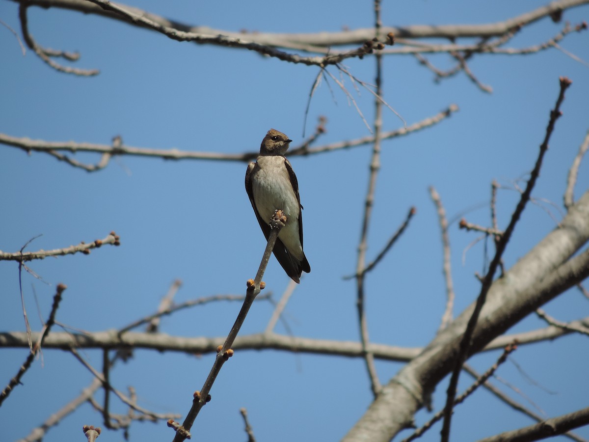 Golondrina Aserrada - ML20957281