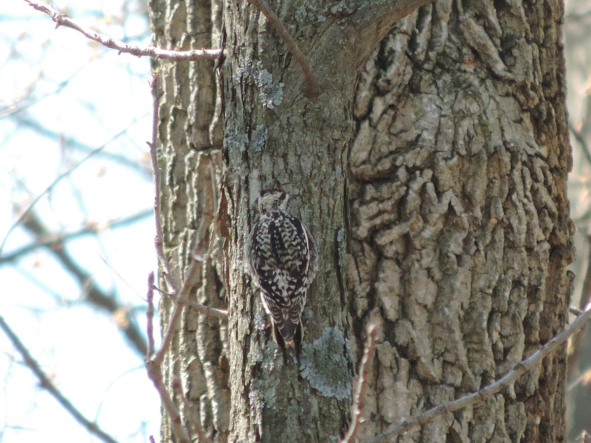 Yellow-bellied Sapsucker - ML20957291