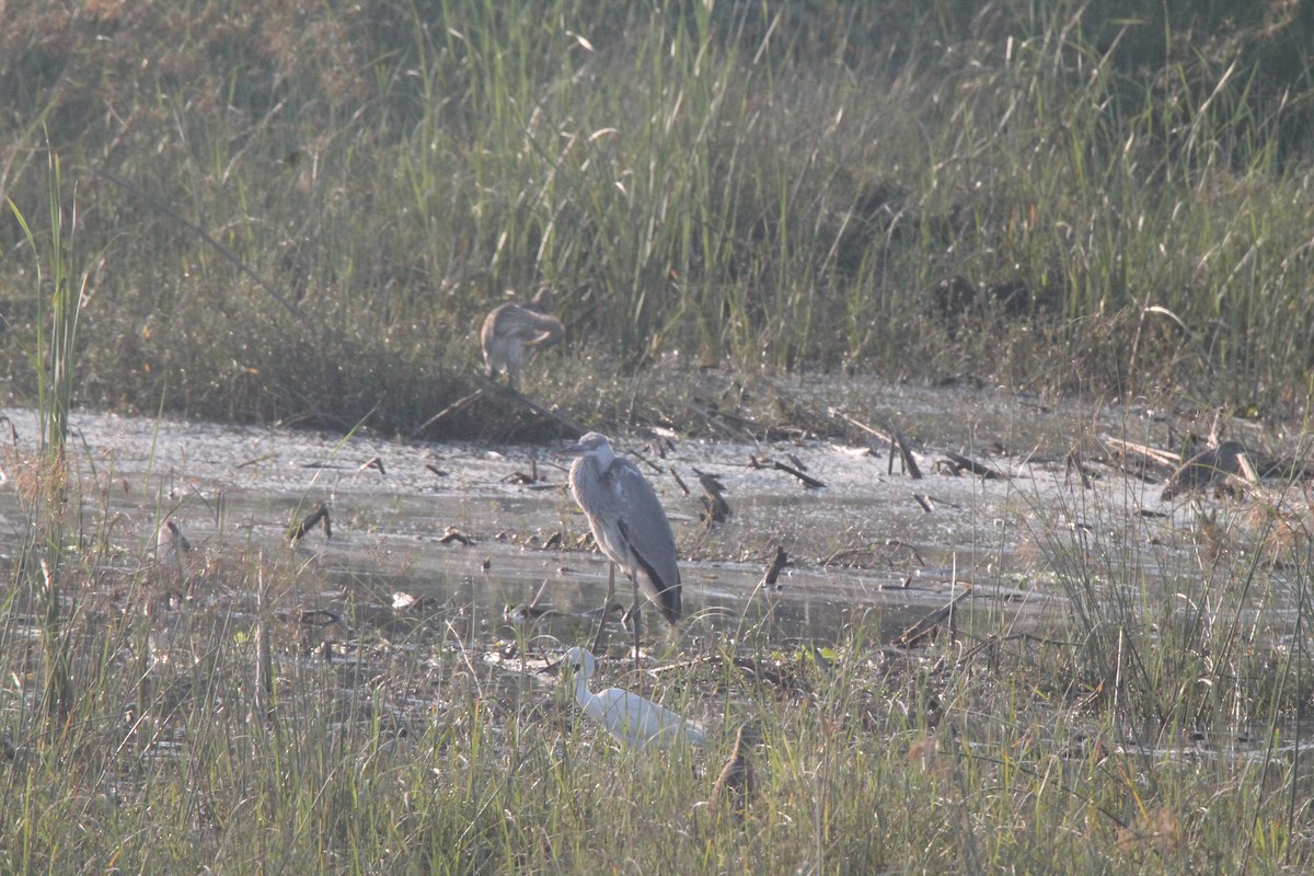 Gray Heron - ML209573061