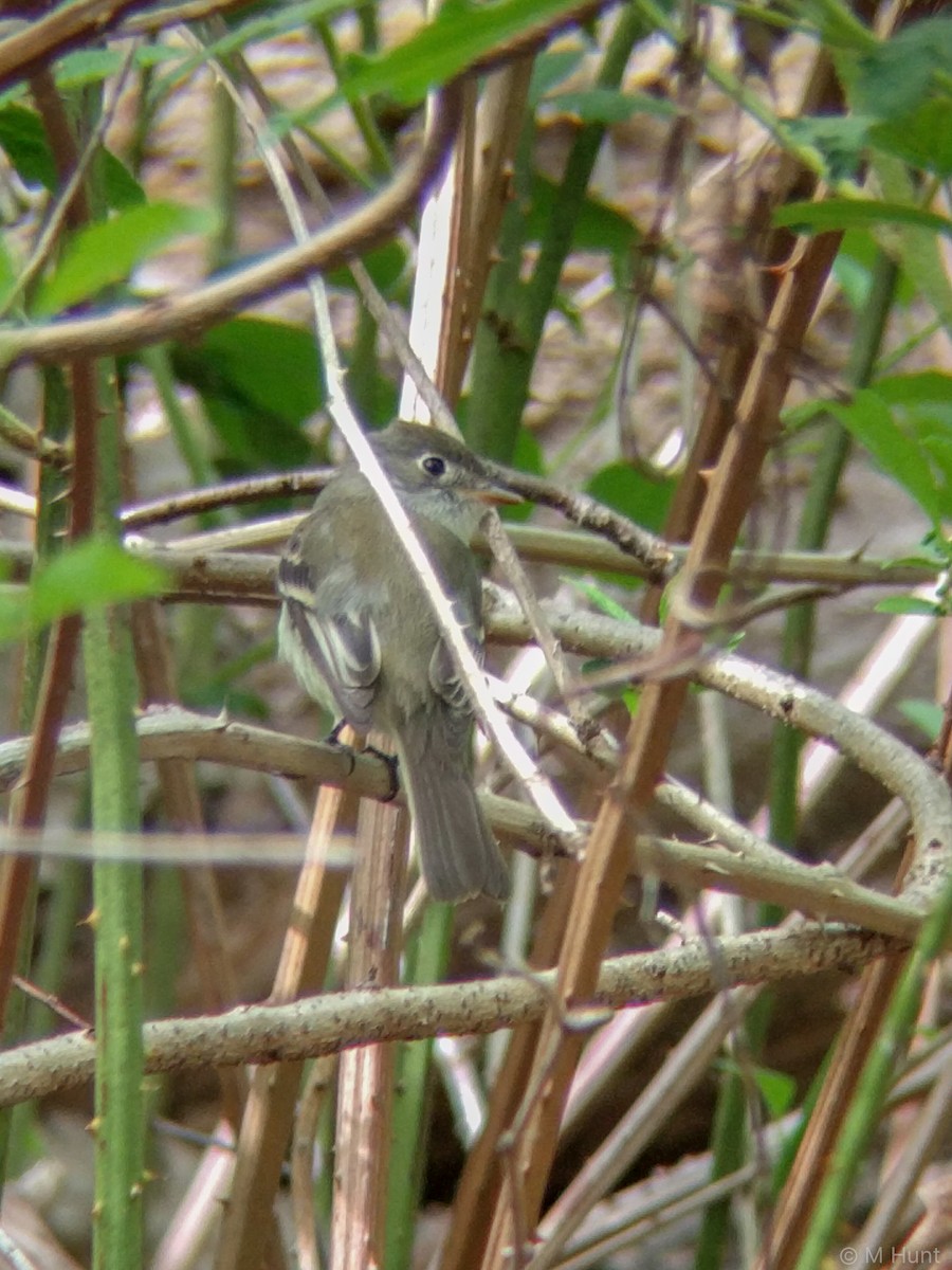 Least Flycatcher - Marcus Hunt