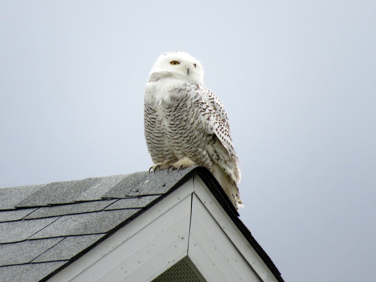 Snowy Owl - ML20957341