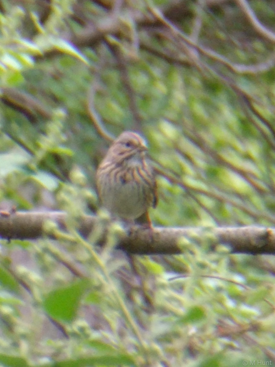 Lincoln's Sparrow - ML209573451