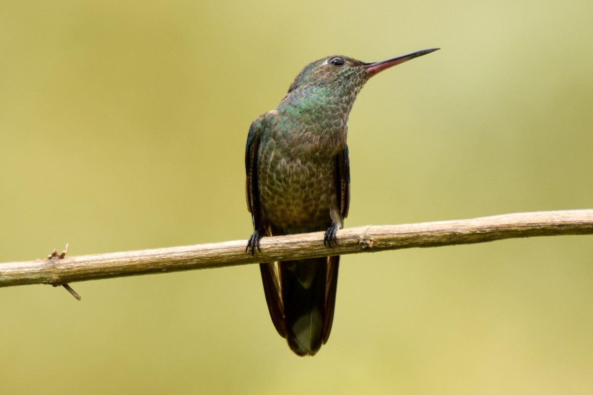 Scaly-breasted Hummingbird - Alison Bentley