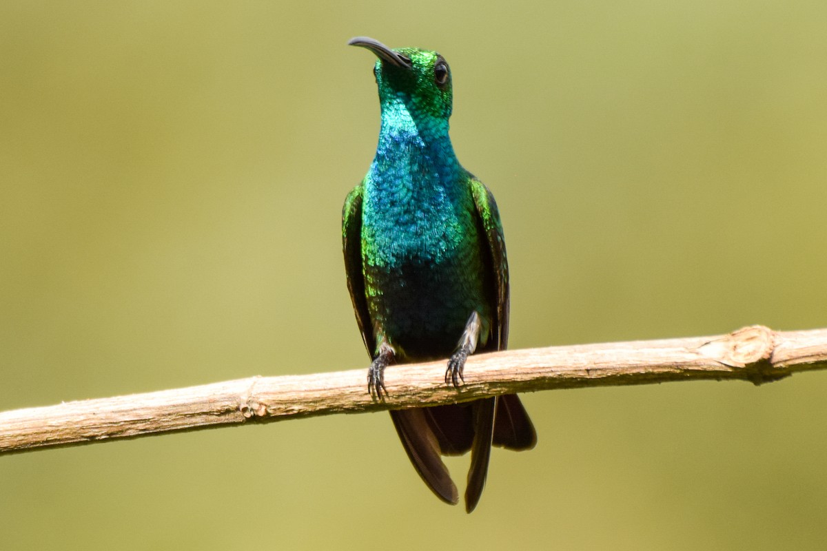 Veragua-Mangokolibri - ML209574471