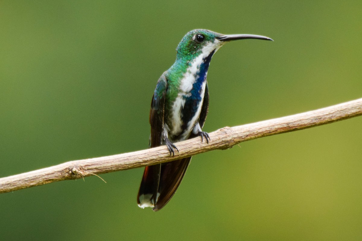 Veragua-Mangokolibri - ML209574971